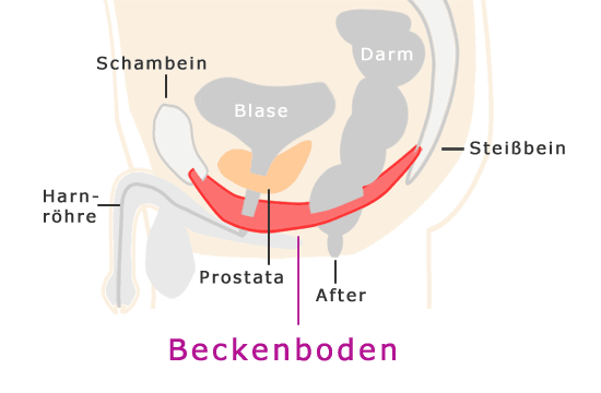 Beckenboden Anatomie Mann