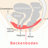 Beckenboden Anatomie Frau